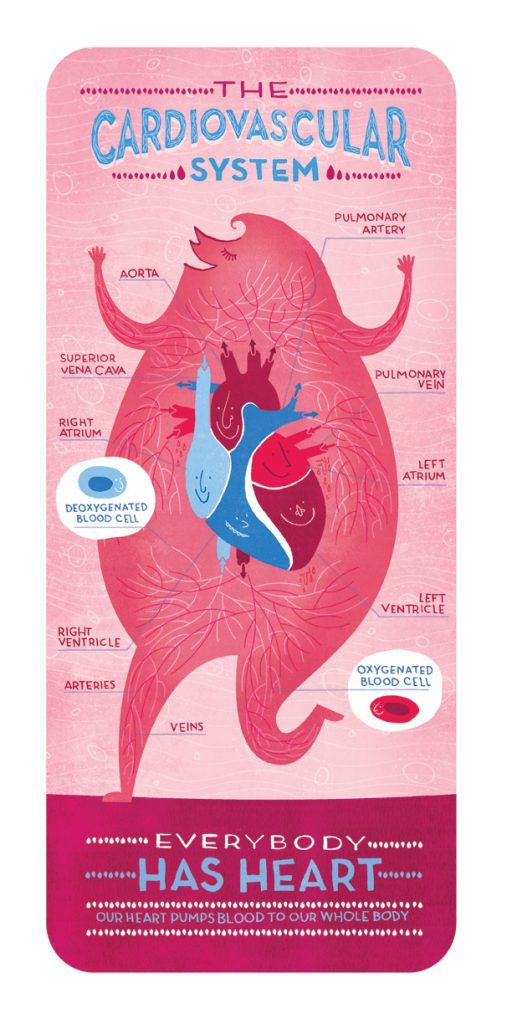 cardiovascular_system_ignotofsky