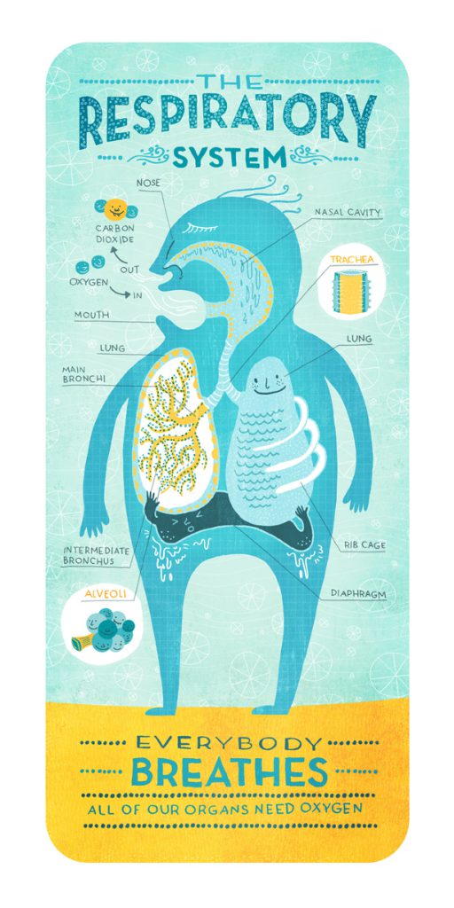 respiratory_system_ignotofsky