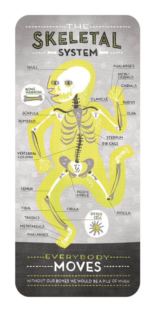 skeletal_system_ignotofsky
